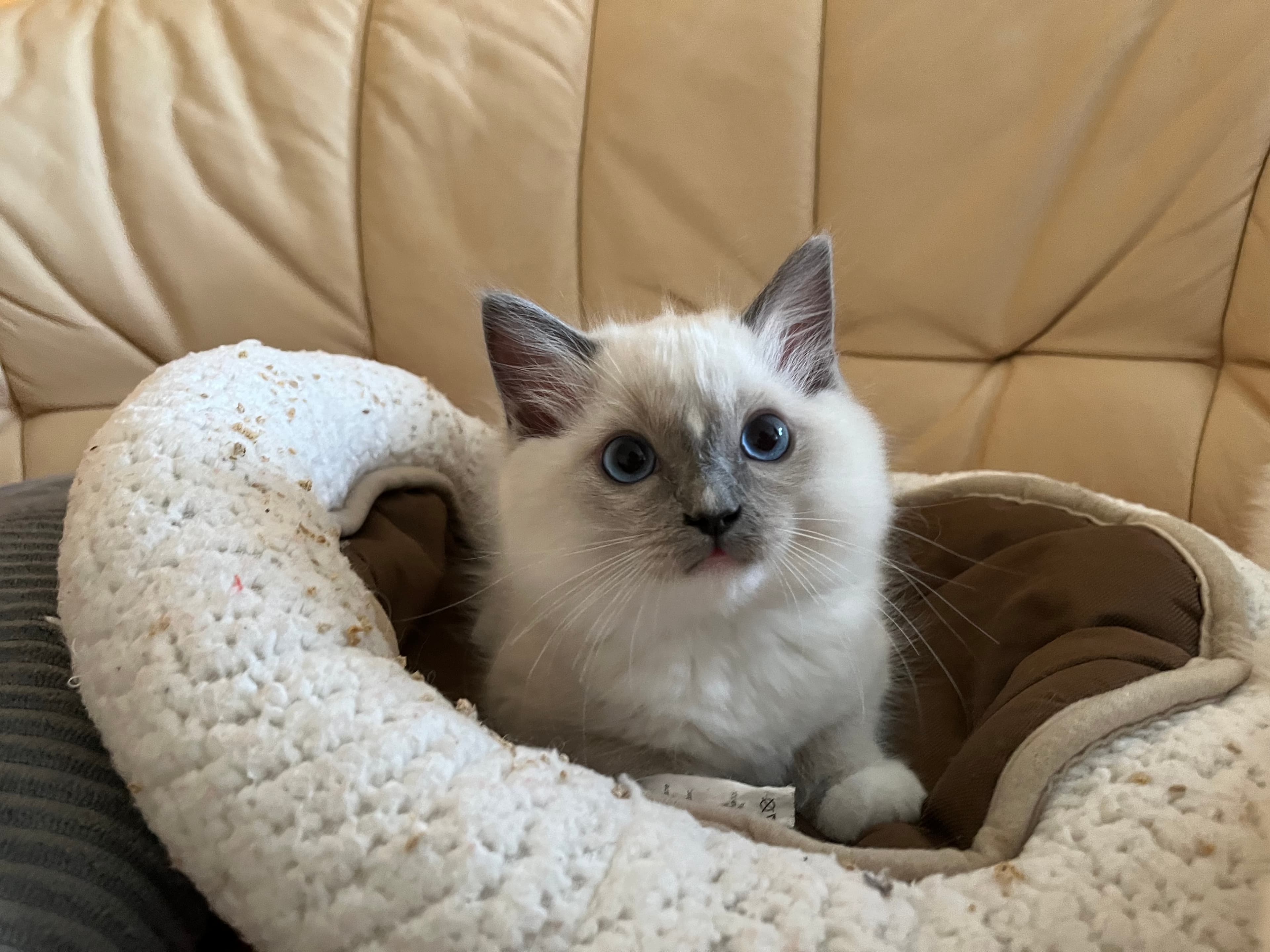 Ragdoll koťátko Quinn Quiron Faelis, RAG a 04 v barvě Blue Mitted