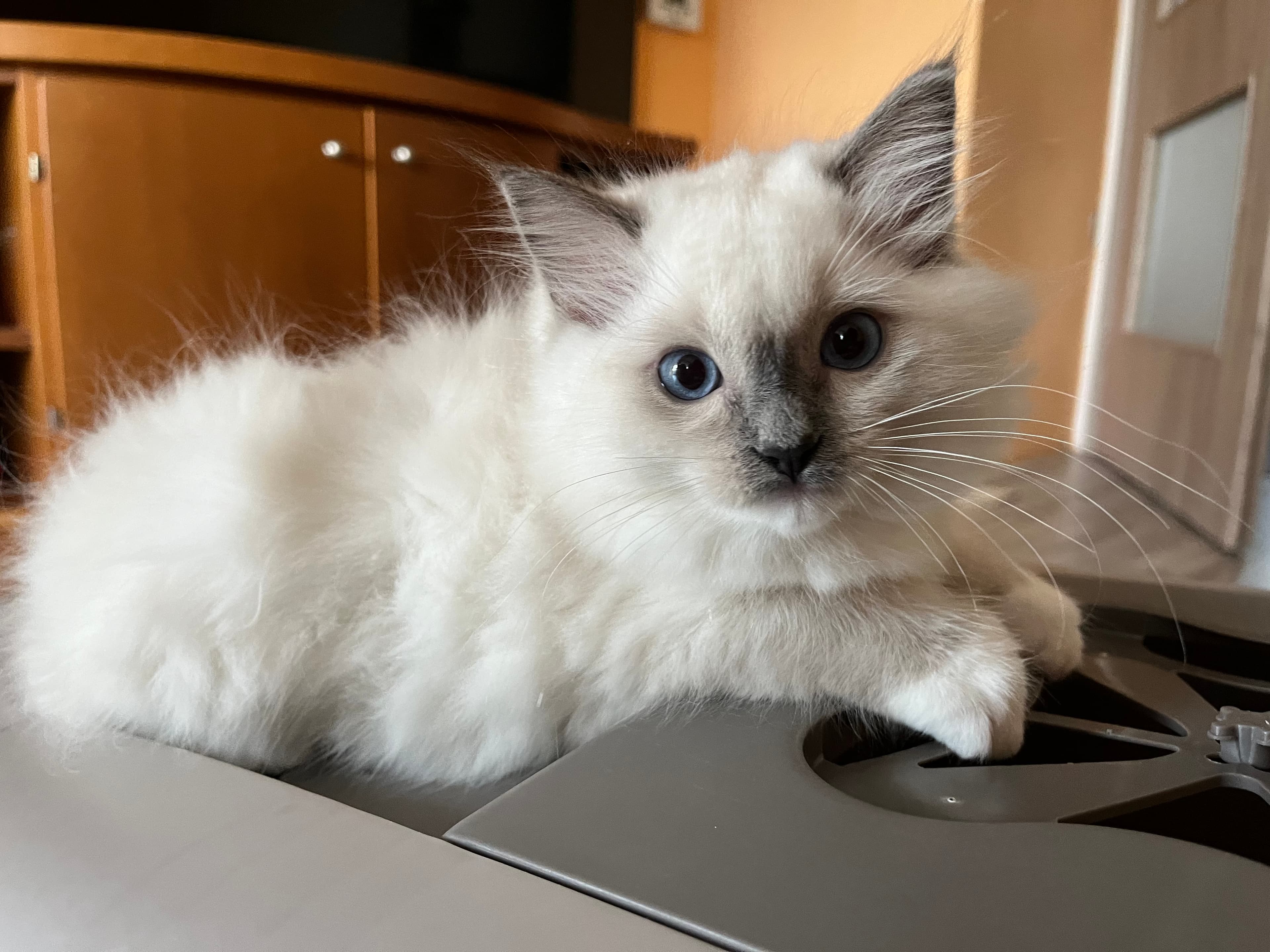 Ragdoll koťátko Qwinky Winky Faelis, RAG a 04 v barvě Blue Mitted