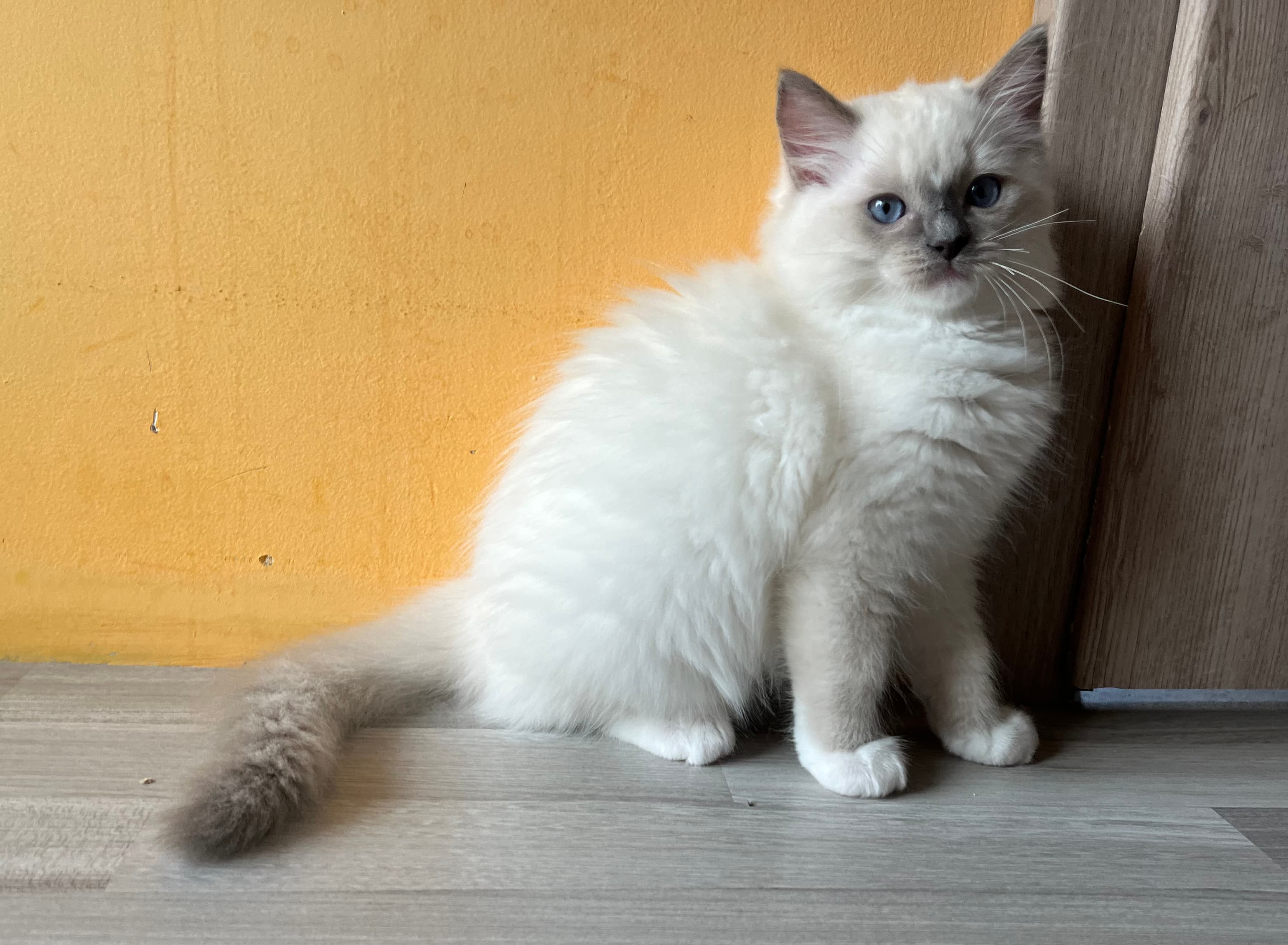 Ragdoll koťátko Qyuubi Faelis, RAG a 04 v barvě Blue Mitted